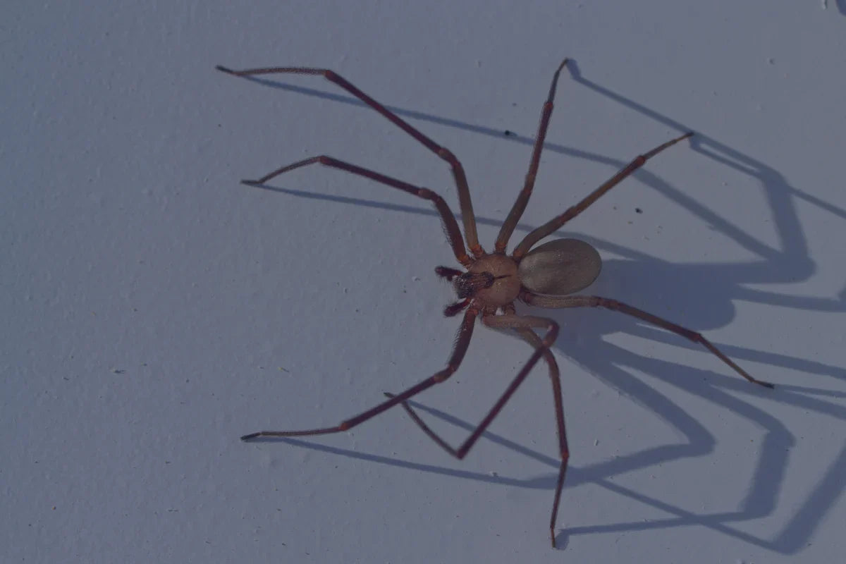 La araña violinista ha sido detectada en España
